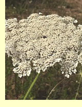 Семенники моркови (Daucus carota L) Семенники моркови (Daucus carota L)